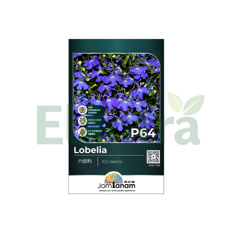 P64 LOBELIA